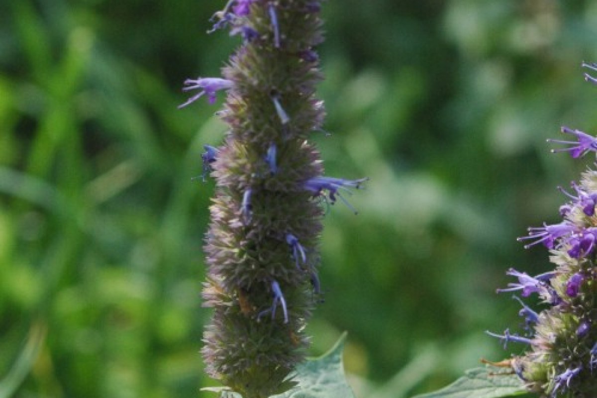 Duftnessel (Agastache rugosa) — Pflanzenfoto