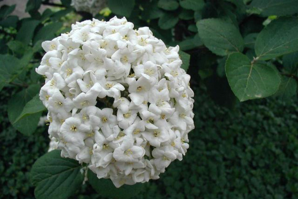 Duftschneeball (Viburnum × carlcephalum) — Pflanzenfoto