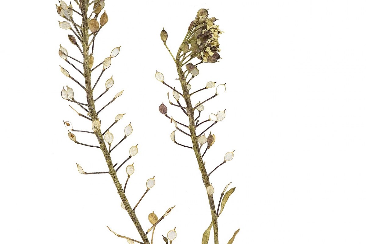 Duftsteinrich (Lobularia maritima) — Pflanzenfoto