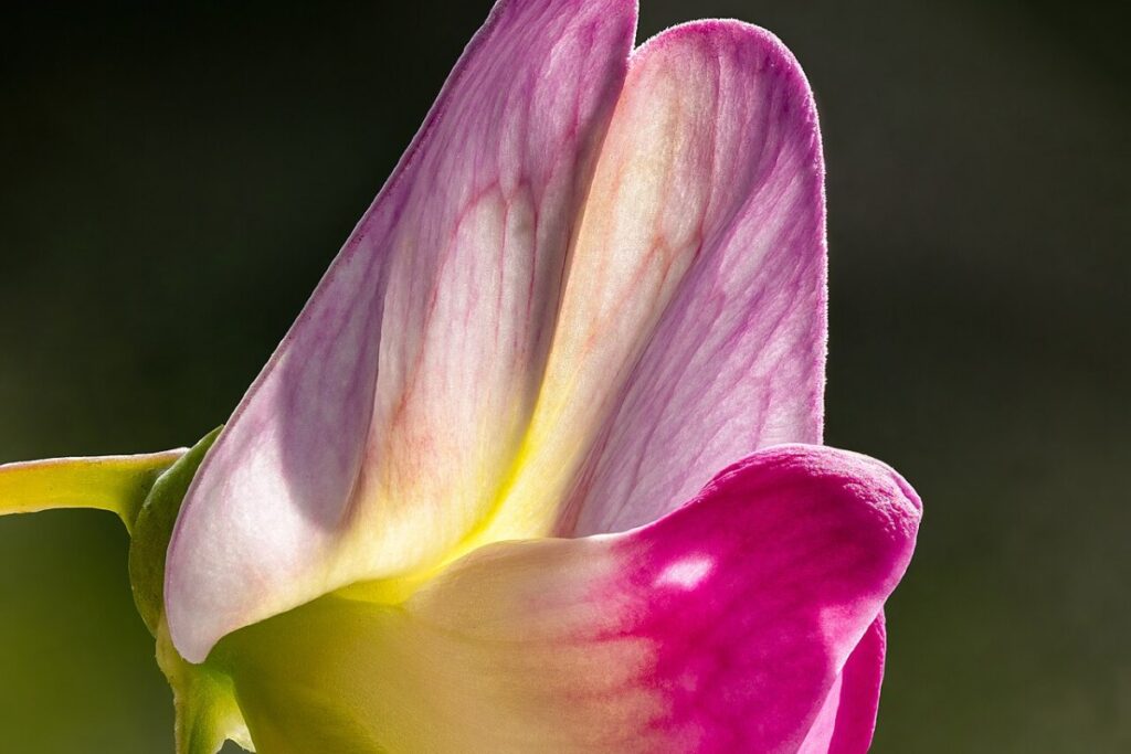 Duftwicke (Lathyrus odoratus) — Pflanzenfoto