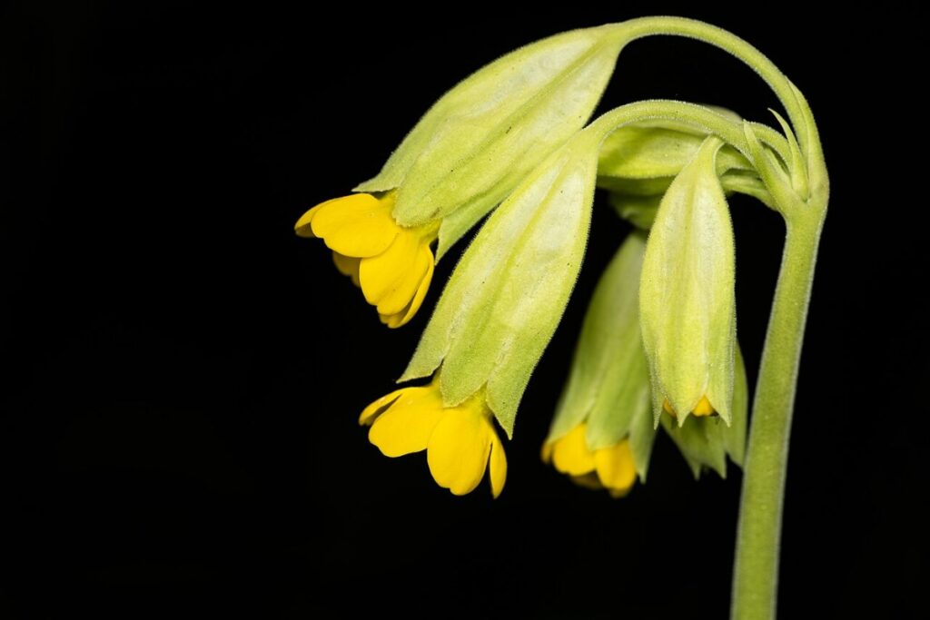 Echte Schlüsselblume (Primula veris) — Pflanzenfoto