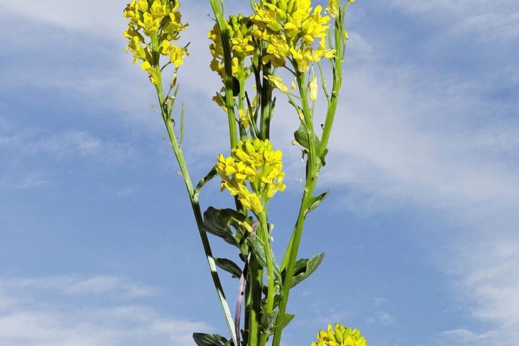 Echte Winterkresse (Barbarea vulgaris) — Pflanzenfoto