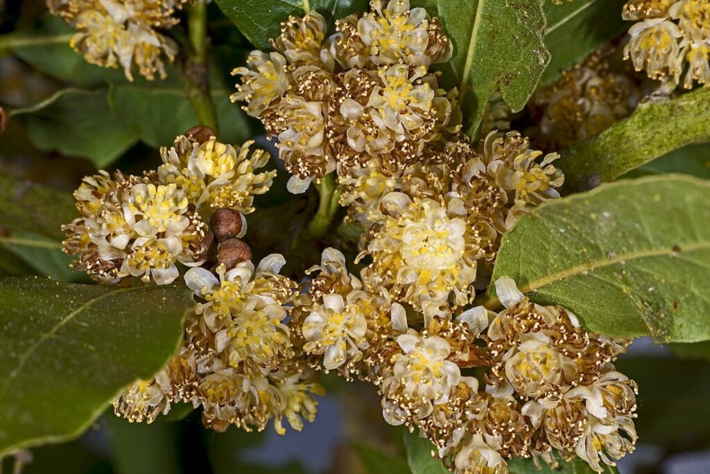 Echter Lorbeer (als Kübelpflanze) (Laurus nobilis) — Pflanzenfoto