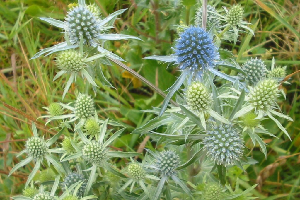 Edeldistel (Eryngium planum) — Pflanzenfoto