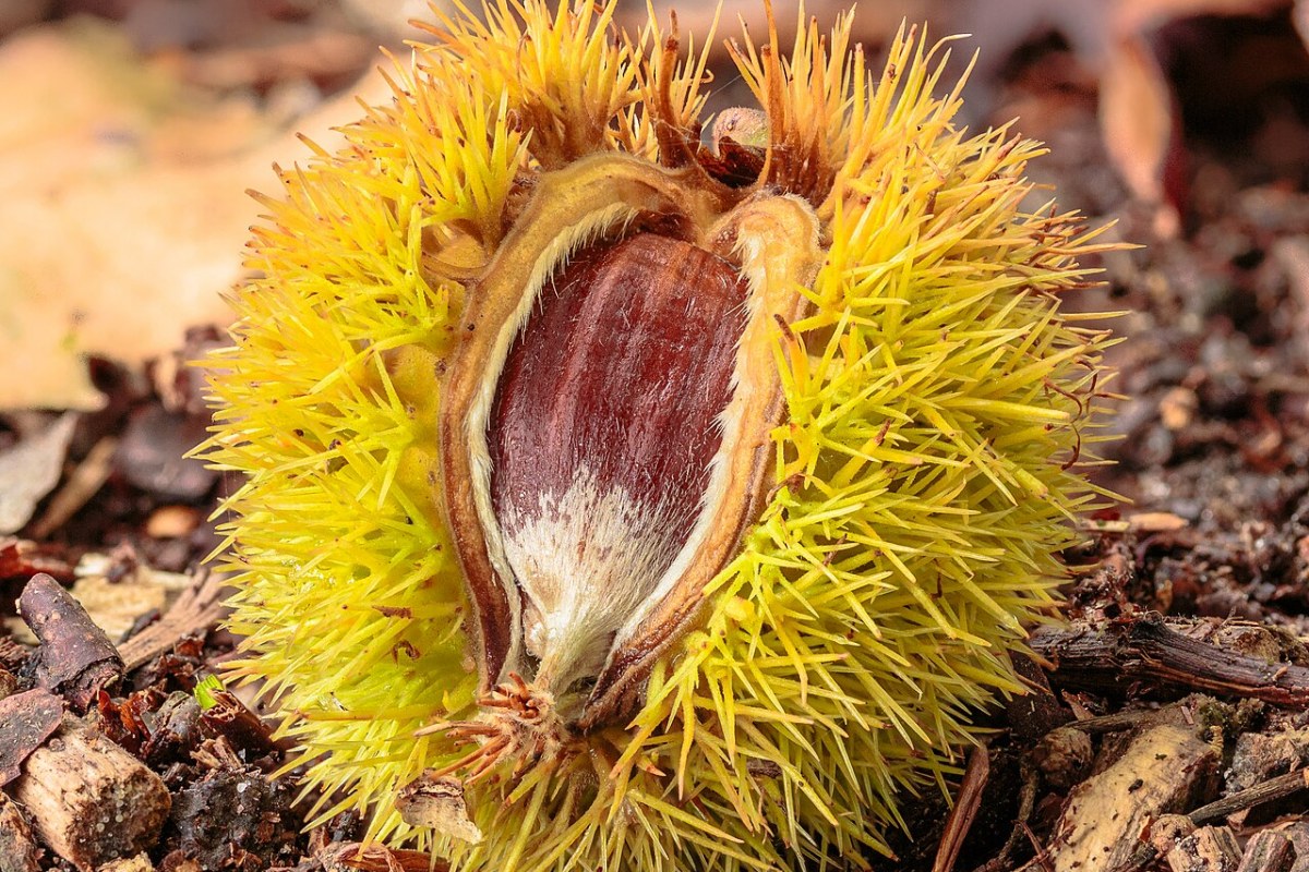 Edelkastanie (Castanea sativa) — Pflanzenfoto