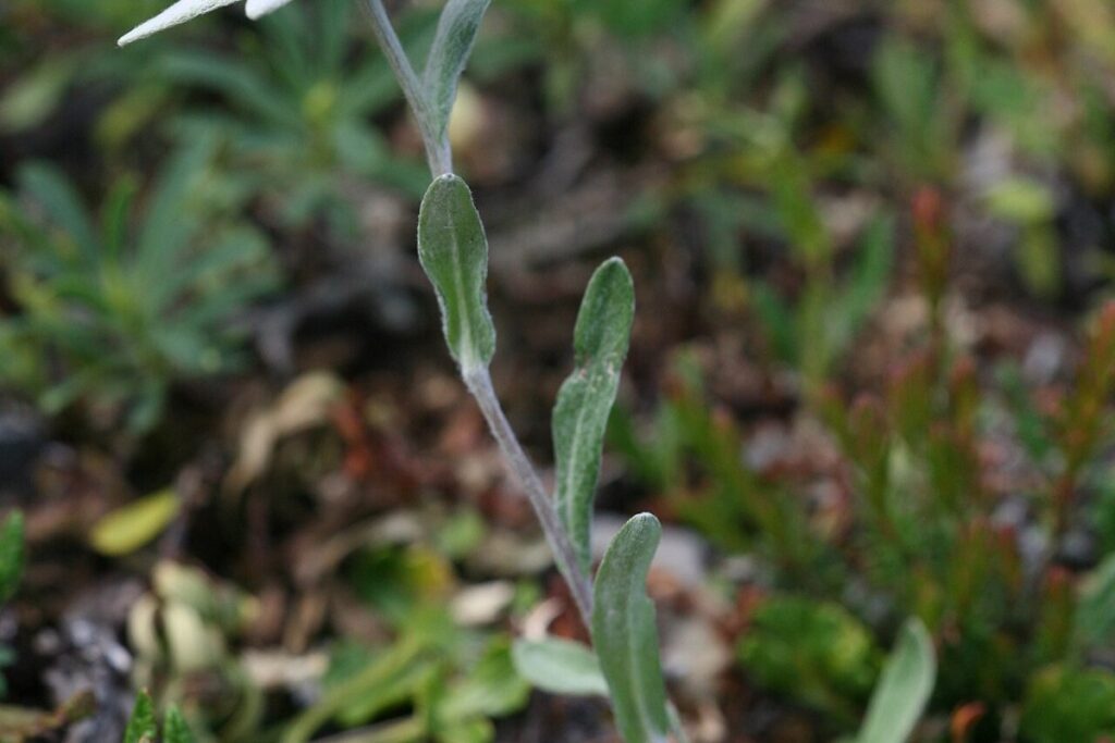 Edelweiß (Leontopodium nivale) — Pflanzenfoto