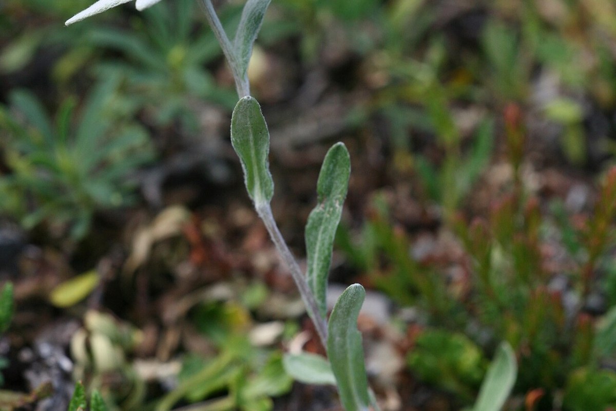 Edelweiß (Leontopodium nivale) — Pflanzenfoto