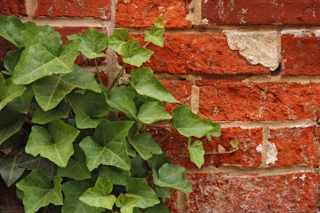 Efeu (Hedera helix) — Pflanzenfoto