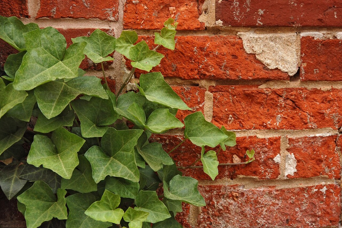 Efeu (Hedera helix) — Pflanzenfoto