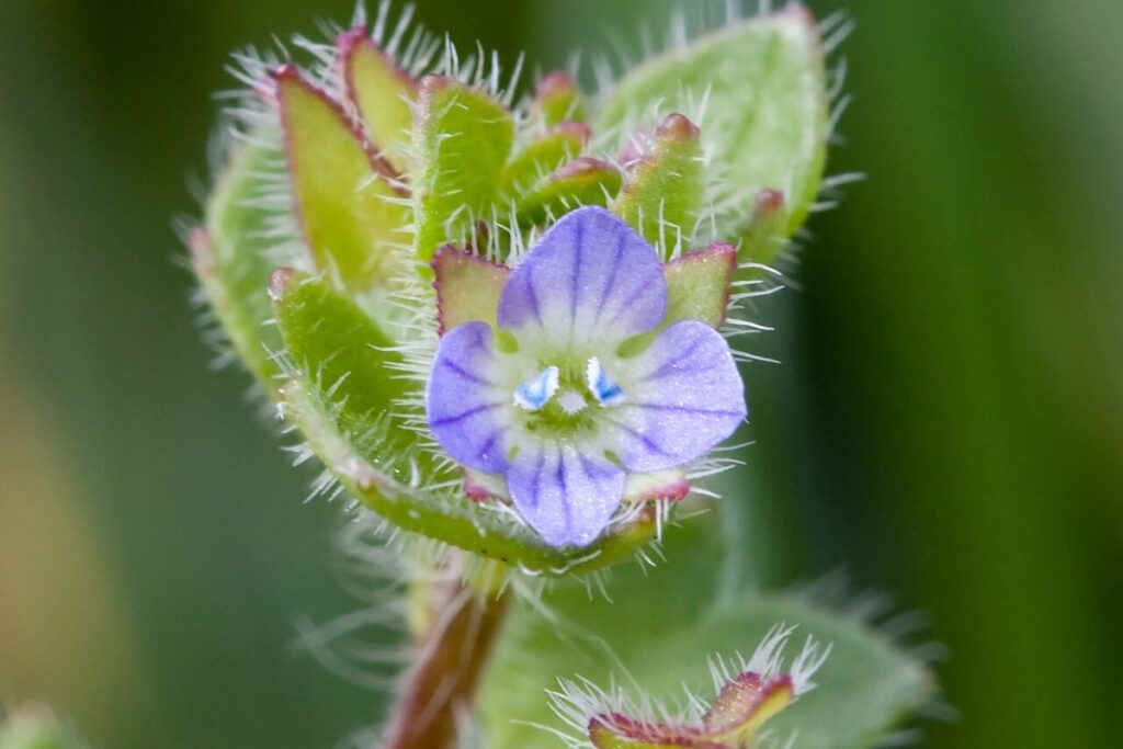 Efeublättriger Ehrenpreis (Veronica hederifolia) — Pflanzenfoto