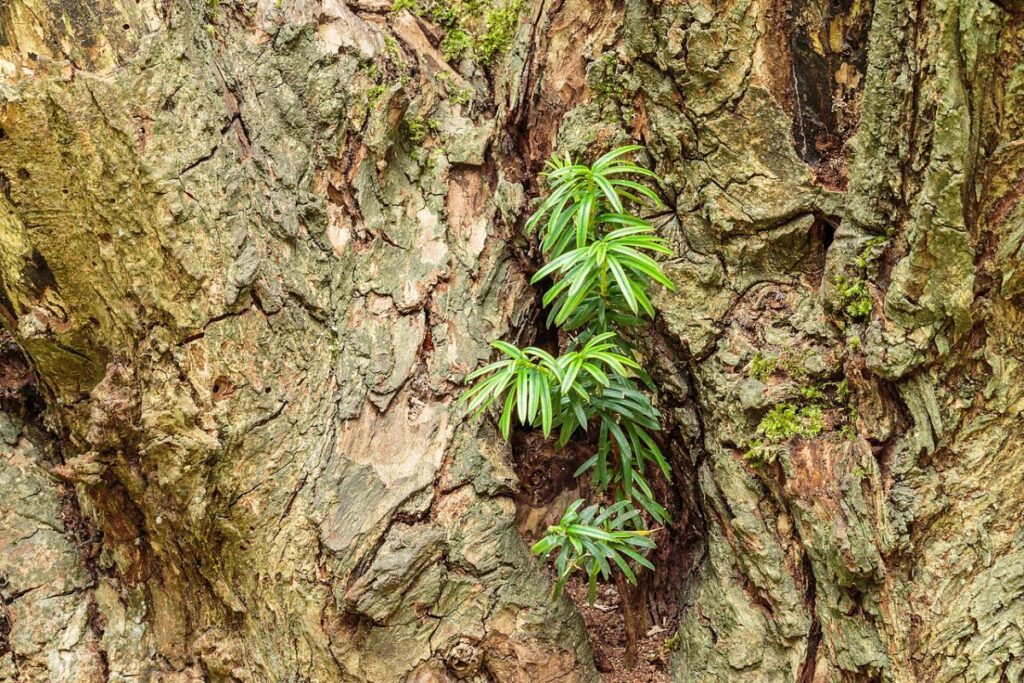 Eibe (Taxus baccata) — Pflanzenfoto