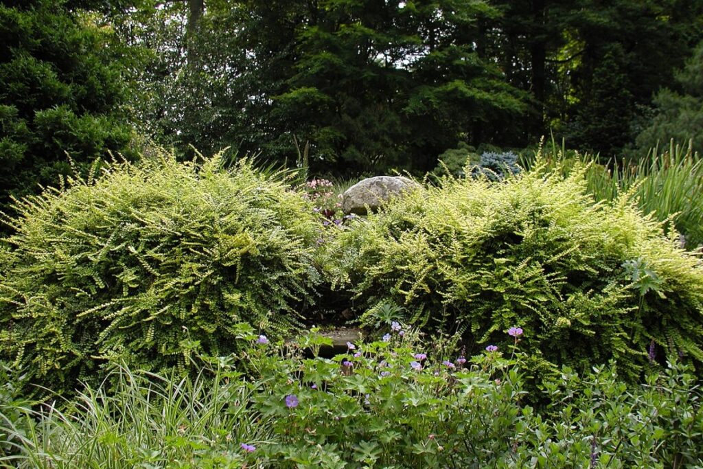 Eibenblättrige Heckenkirsche (Lonicera nitida) — Pflanzenfoto