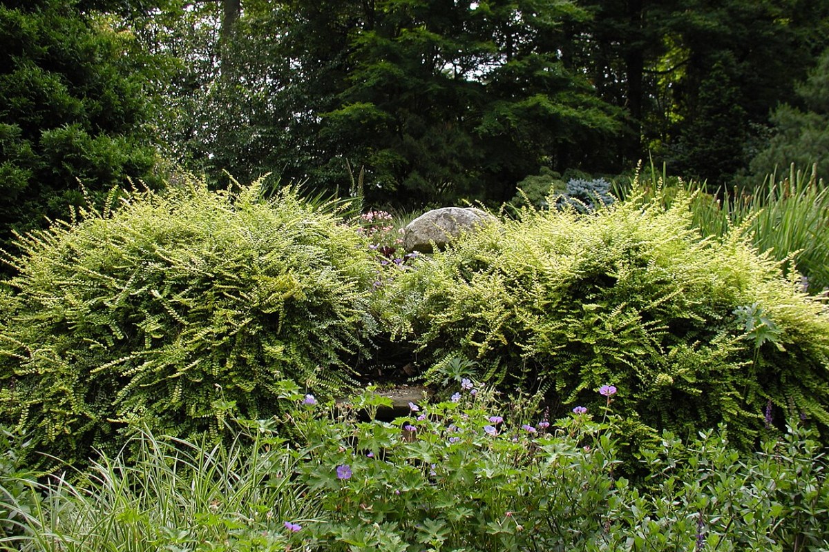 Eibenblättrige Heckenkirsche (Lonicera nitida) — Pflanzenfoto