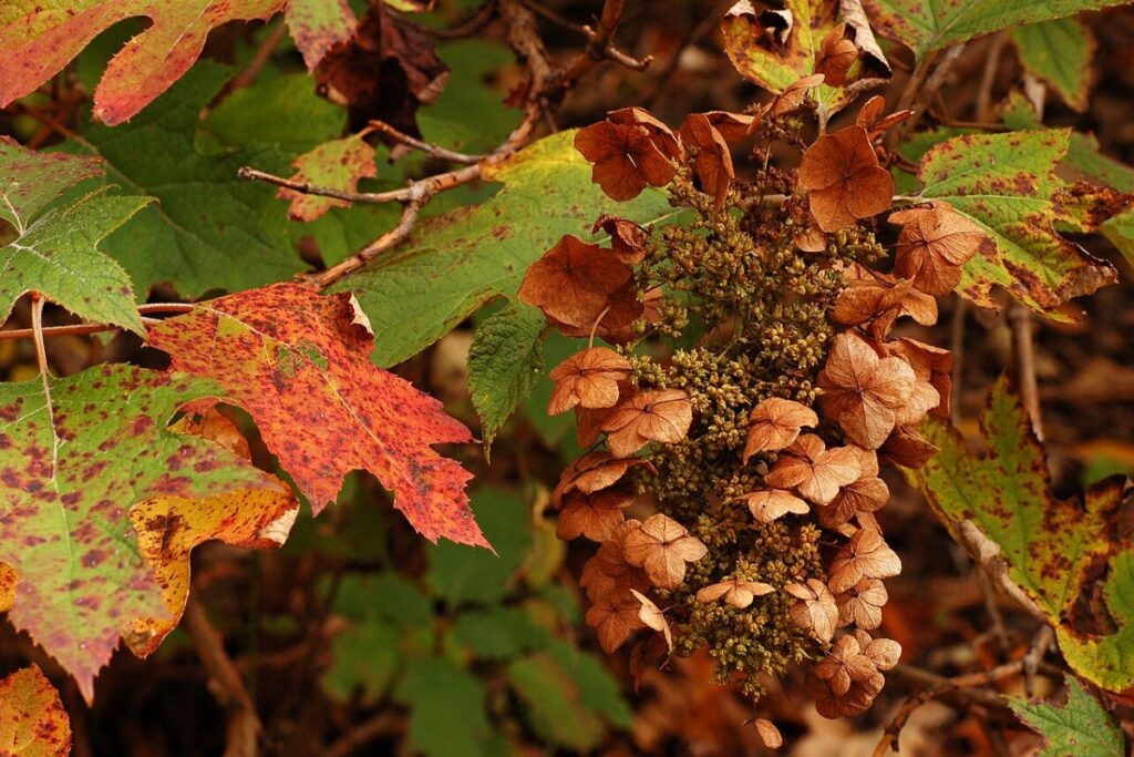 Eichenblatt-Hortensie (Hydrangea quercifolia) — Pflanzenfoto