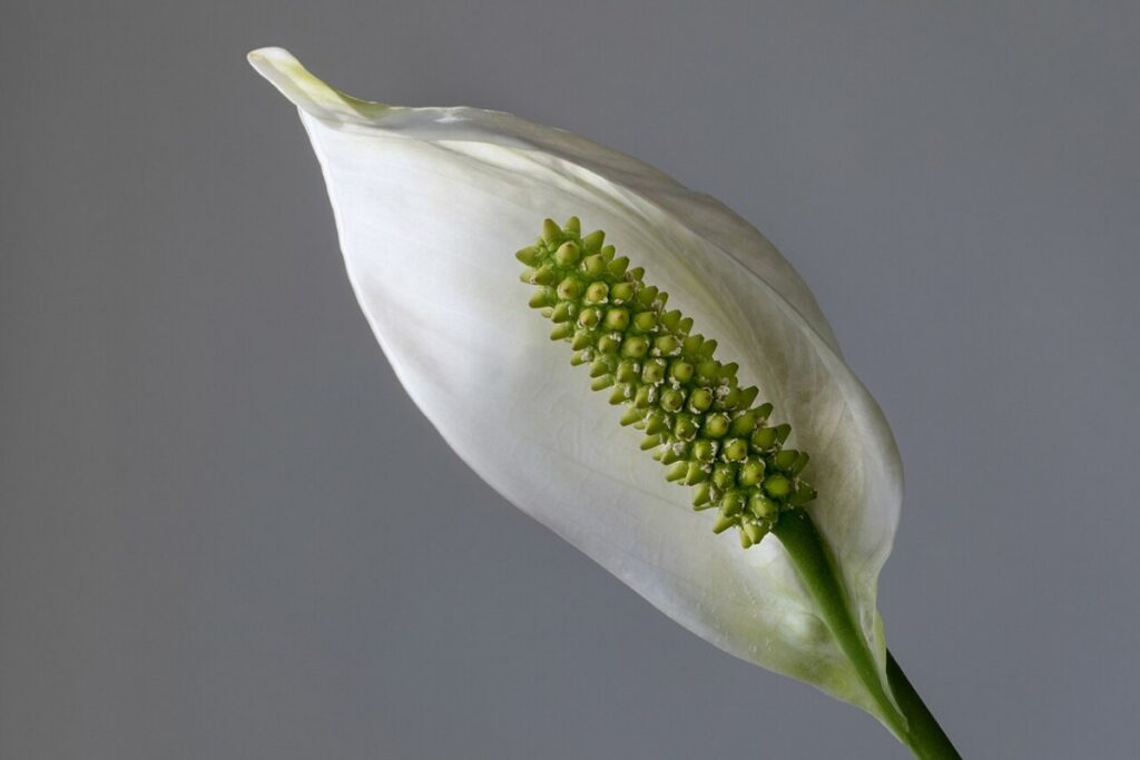 Einblatt (Spathiphyllum wallisii) — Pflanzenfoto