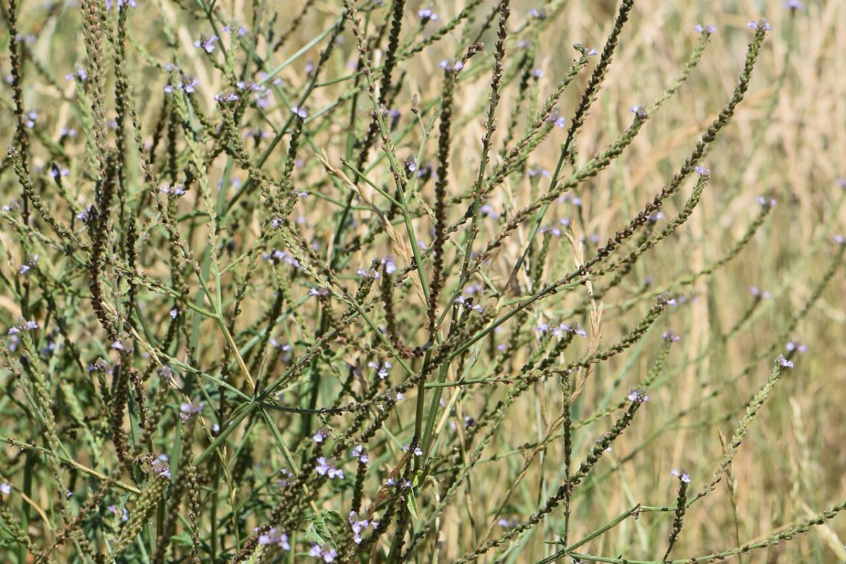 Eisenkraut (Verbena officinalis) — Pflanzenfoto
