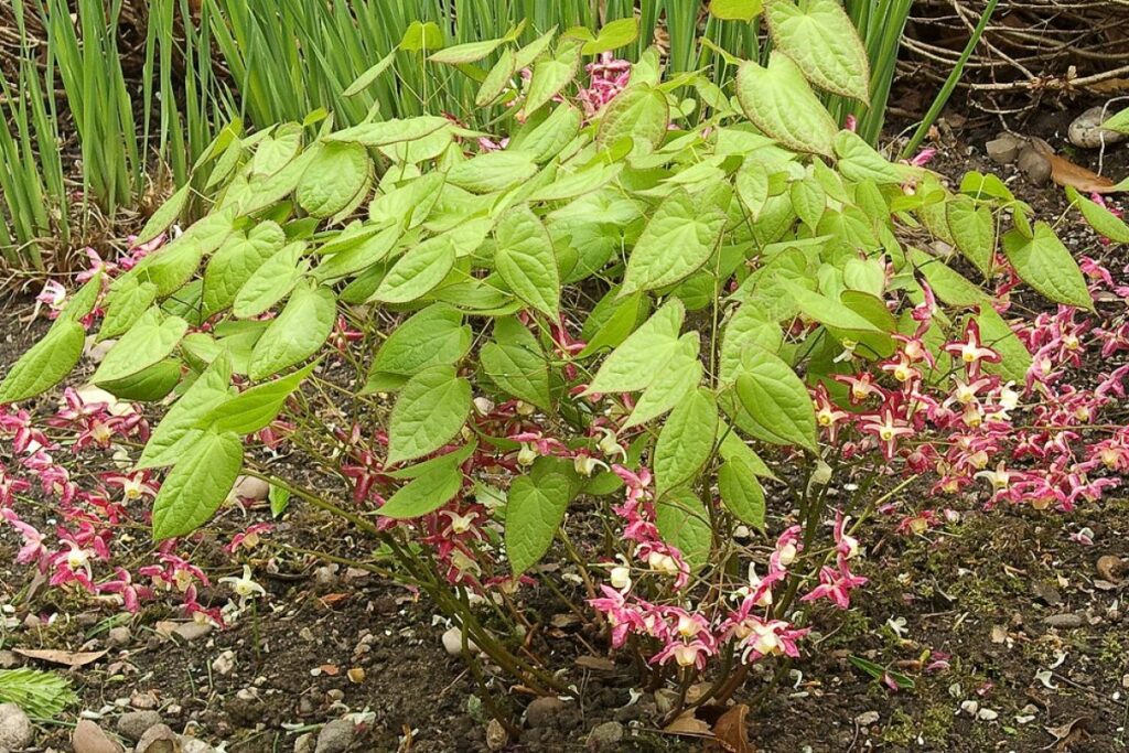 Elfenblume (Epimedium × rubrum) — Pflanzenfoto
