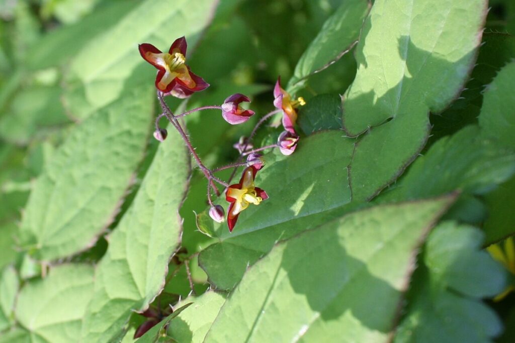 Elfenblume (Epimedium) (Epimedium) — Pflanzenfoto