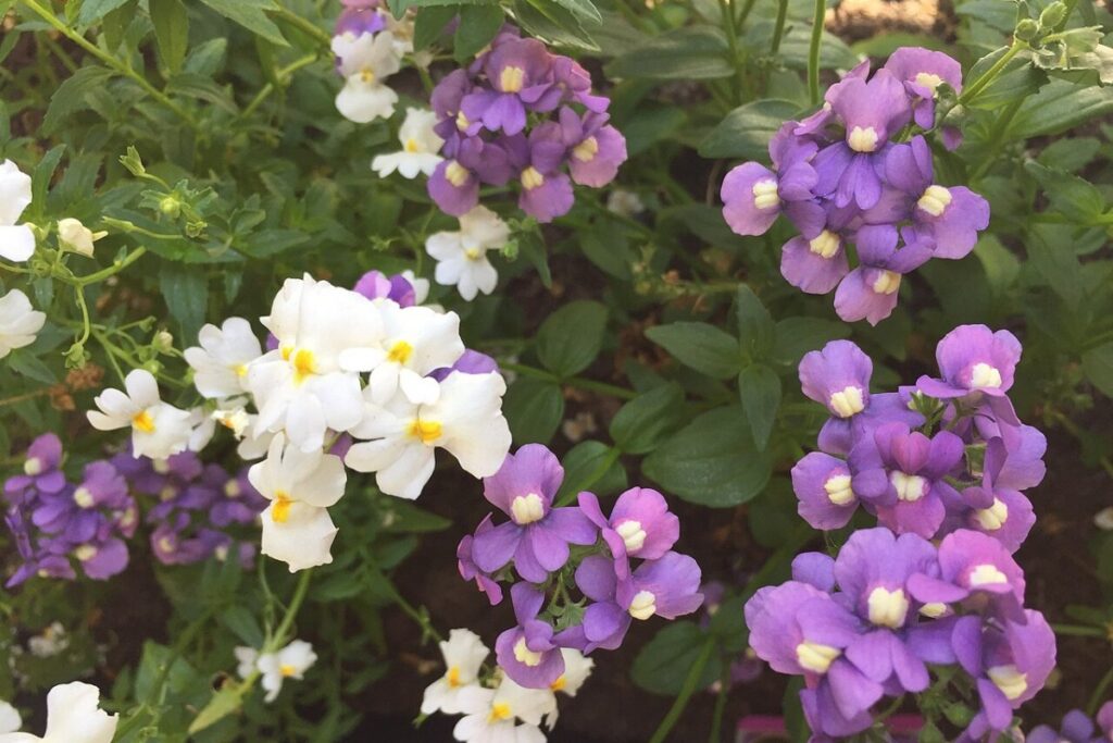 Elfenspiegel (Nemesia strumosa) — Pflanzenfoto