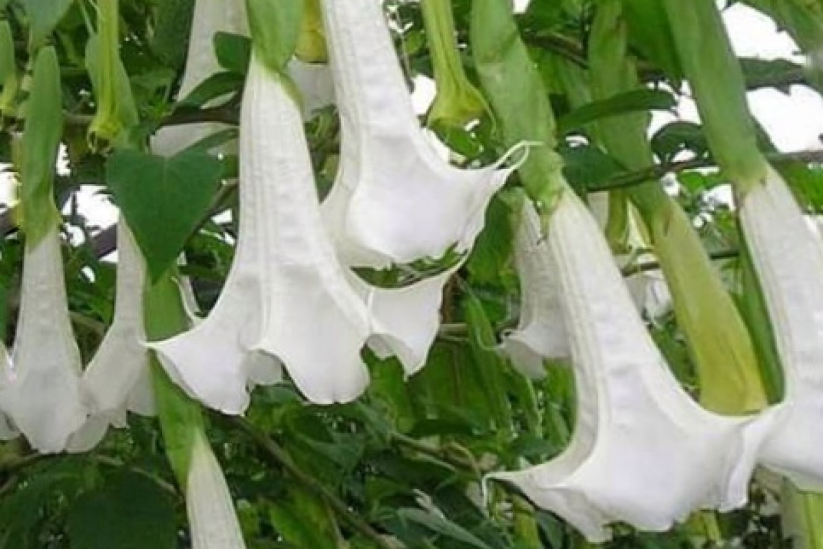 Engelstrompete (Brugmansia suaveolens) — Pflanzenfoto