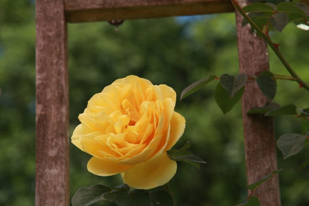 Englische Rose (Rosa 'Graham Thomas') — Pflanzenfoto