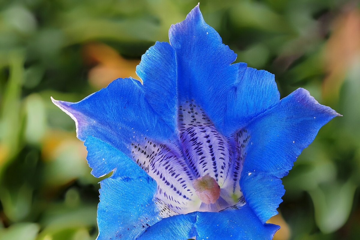 Enzian (Gentiana acaulis) — Pflanzenfoto