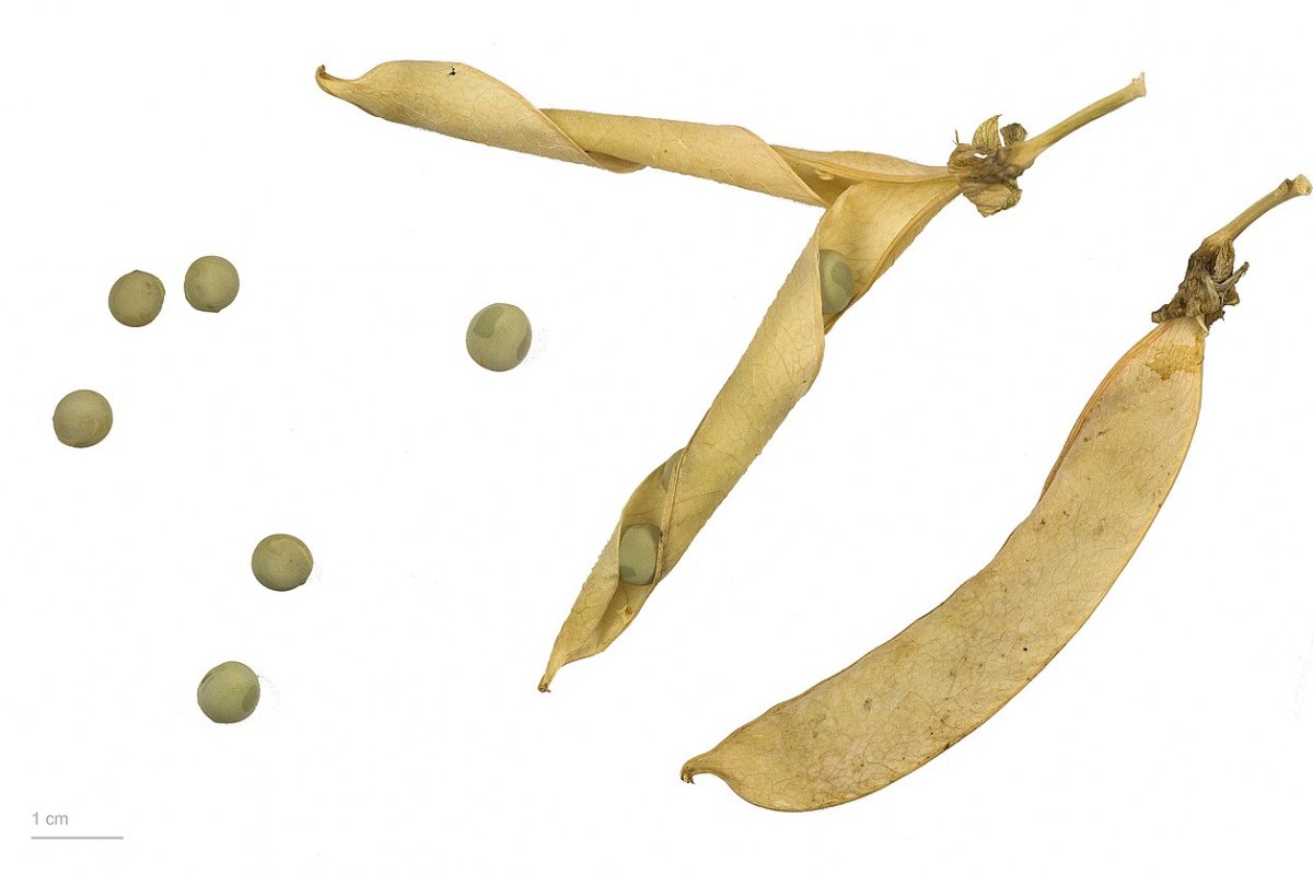 Erbse (Pisum sativum) — Pflanzenfoto