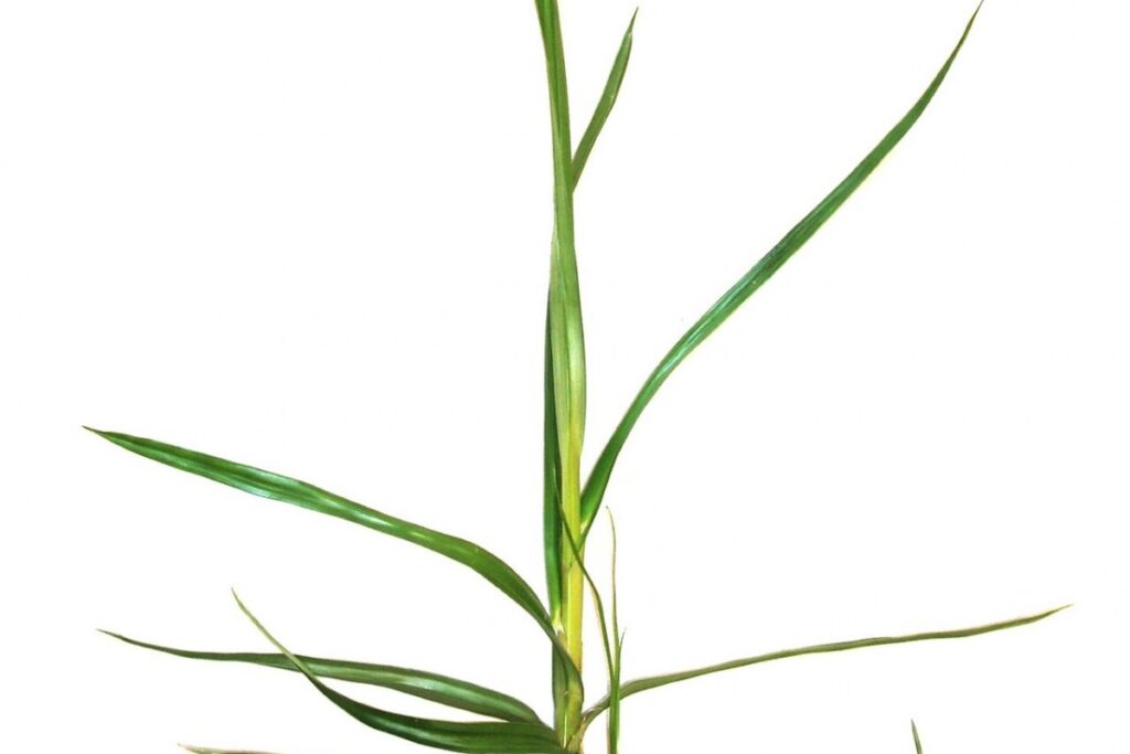 Erdmandel (Cyperus esculentus) — Pflanzenfoto