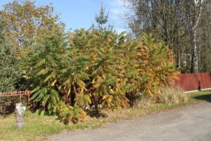 Essigbaum (Rhus)