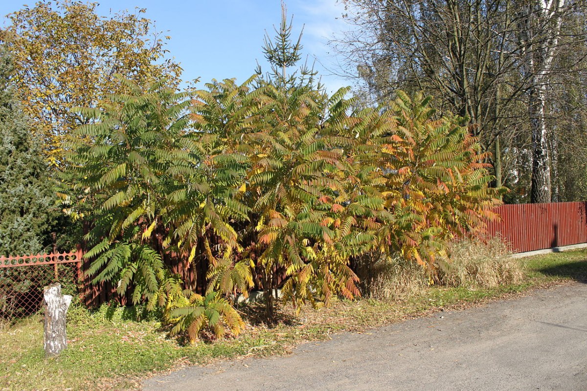 Essigbaum (Rhus typhina) — Pflanzenfoto