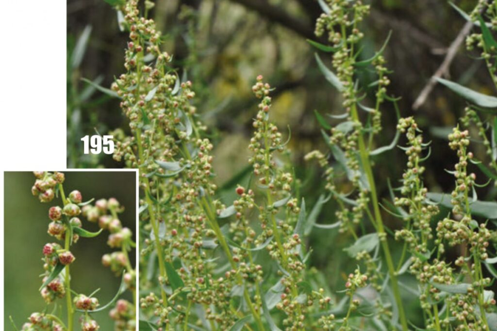 Estragon (Artemisia dracunculus) — Pflanzenfoto
