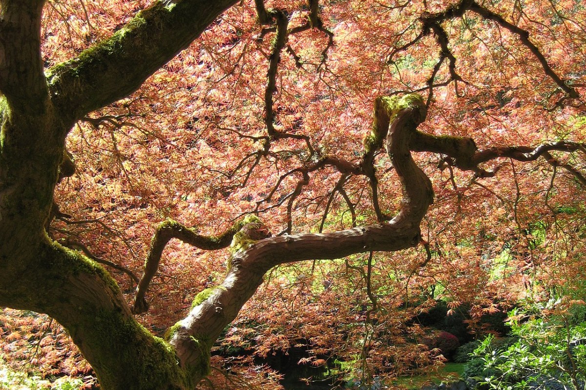 Fächerahorn (Acer palmatum) — Pflanzenfoto