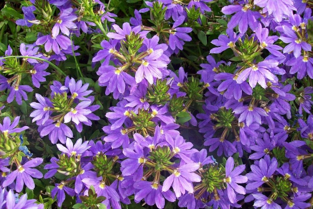 Fächerblume (Scaevola aemula) — Pflanzenfoto