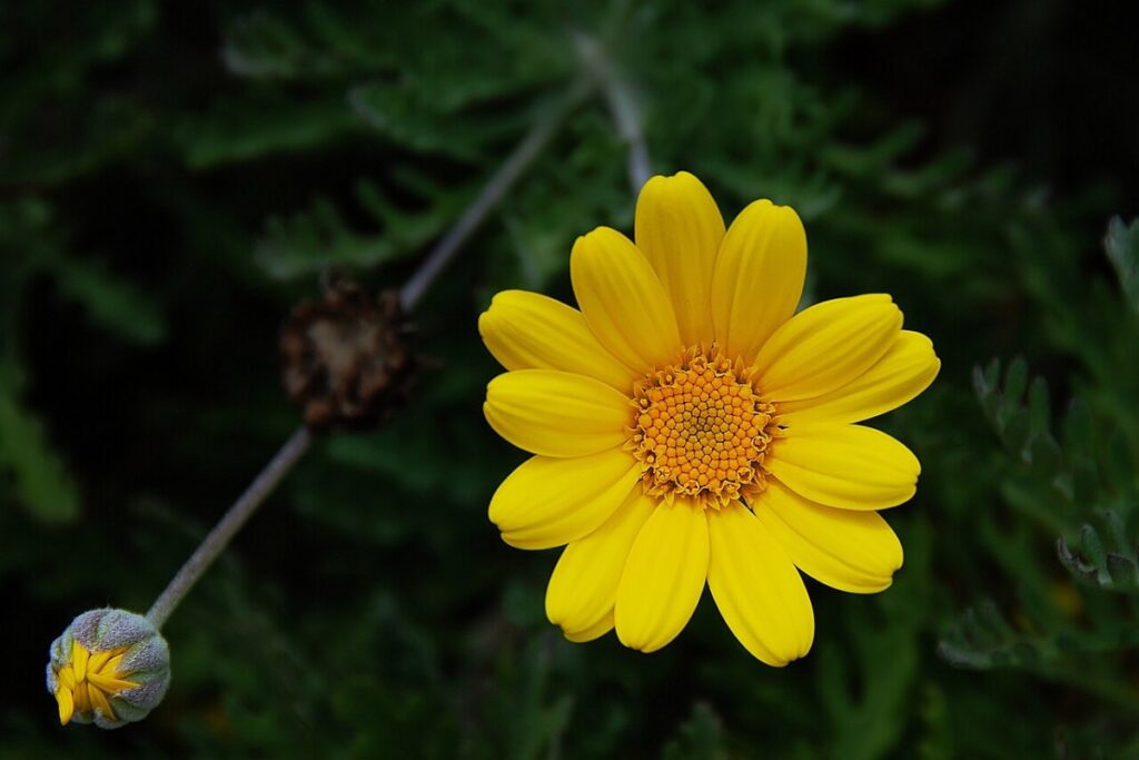 Färberkamille (Anthemis tinctoria) — Pflanzenfoto