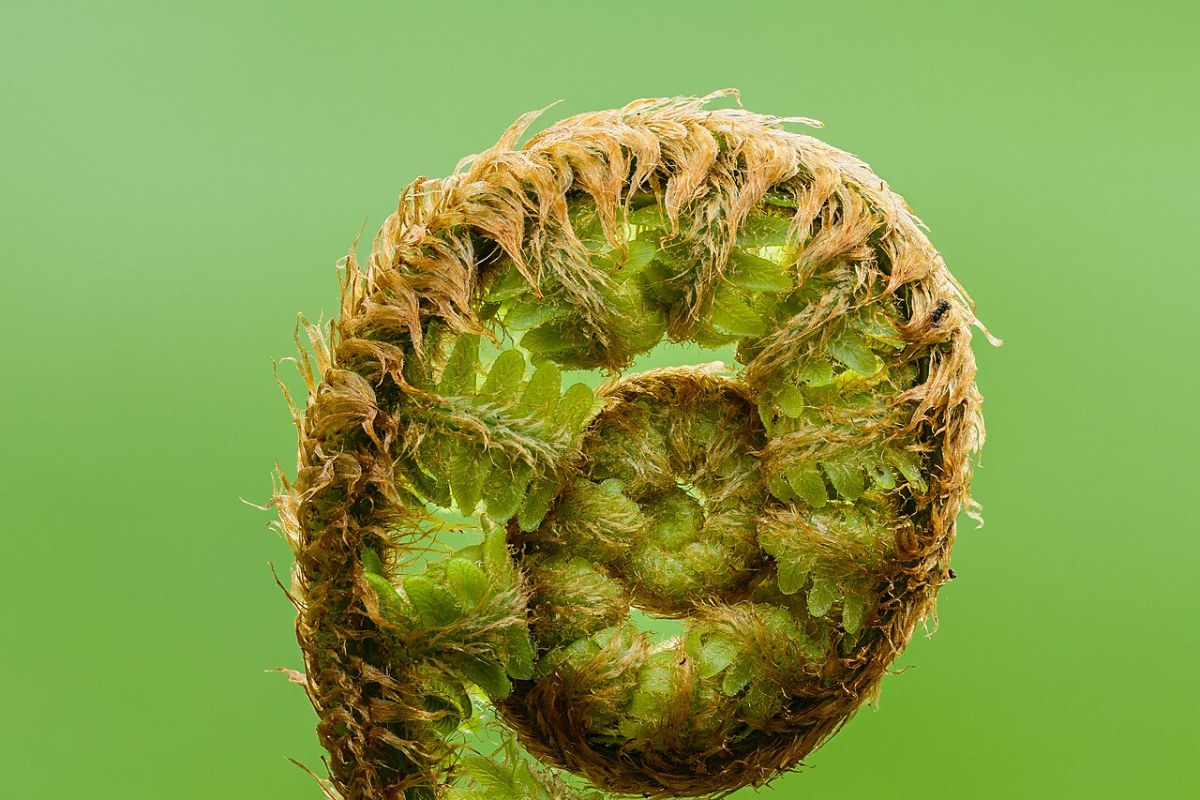 Farn (z.B. Wald-Farn) (Dryopteris filix-mas) — Pflanzenfoto