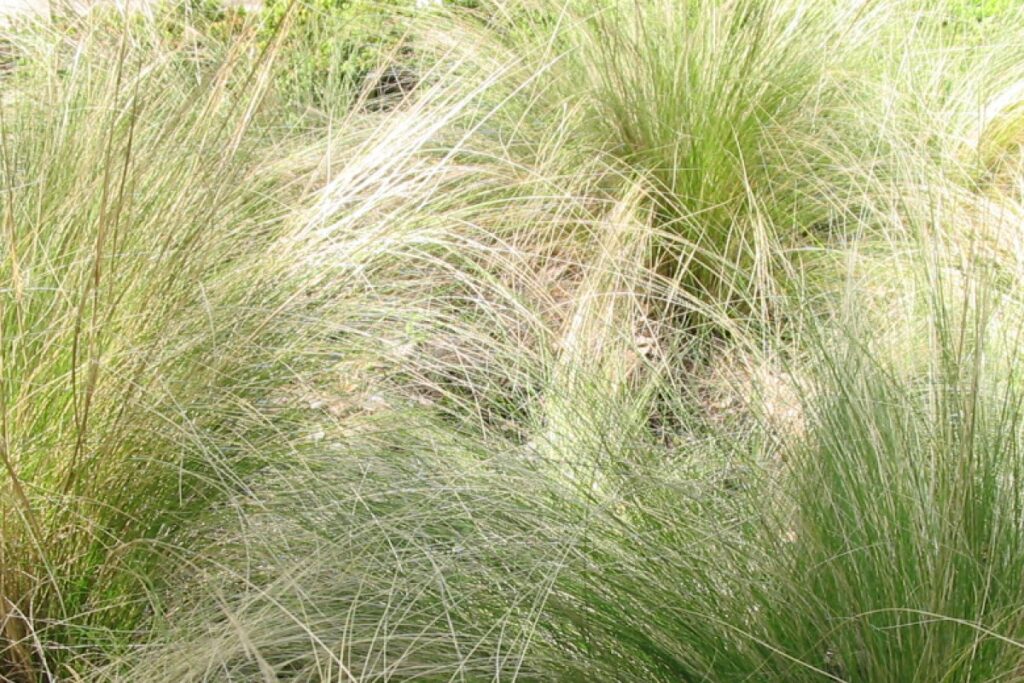Federgras (Stipa tenuissima) — Pflanzenfoto