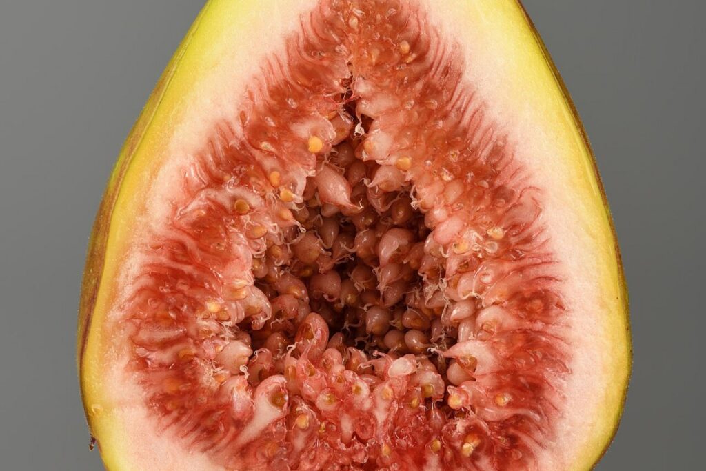 Feigenbaum (Ficus carica) — Pflanzenfoto