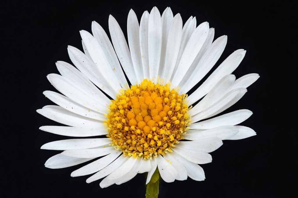 Feinstrahlaster (Erigeron karvinskianus) — Pflanzenfoto
