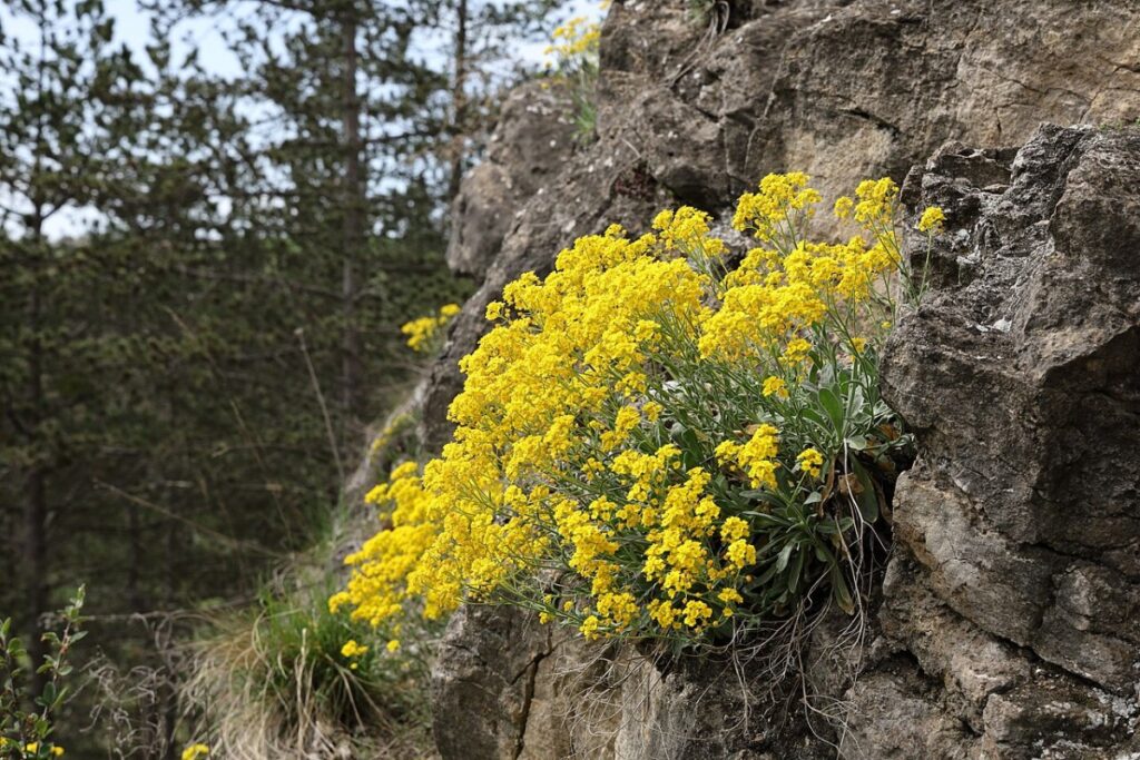Felsensteinkraut (Alyssum saxatile) — Pflanzenfoto