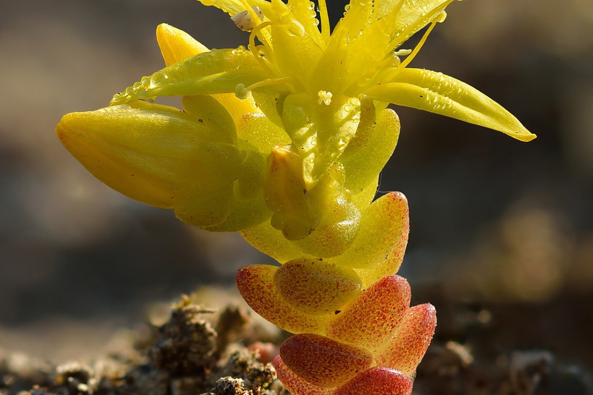 Fetthenne (Sedum) (Sedum) — Pflanzenfoto