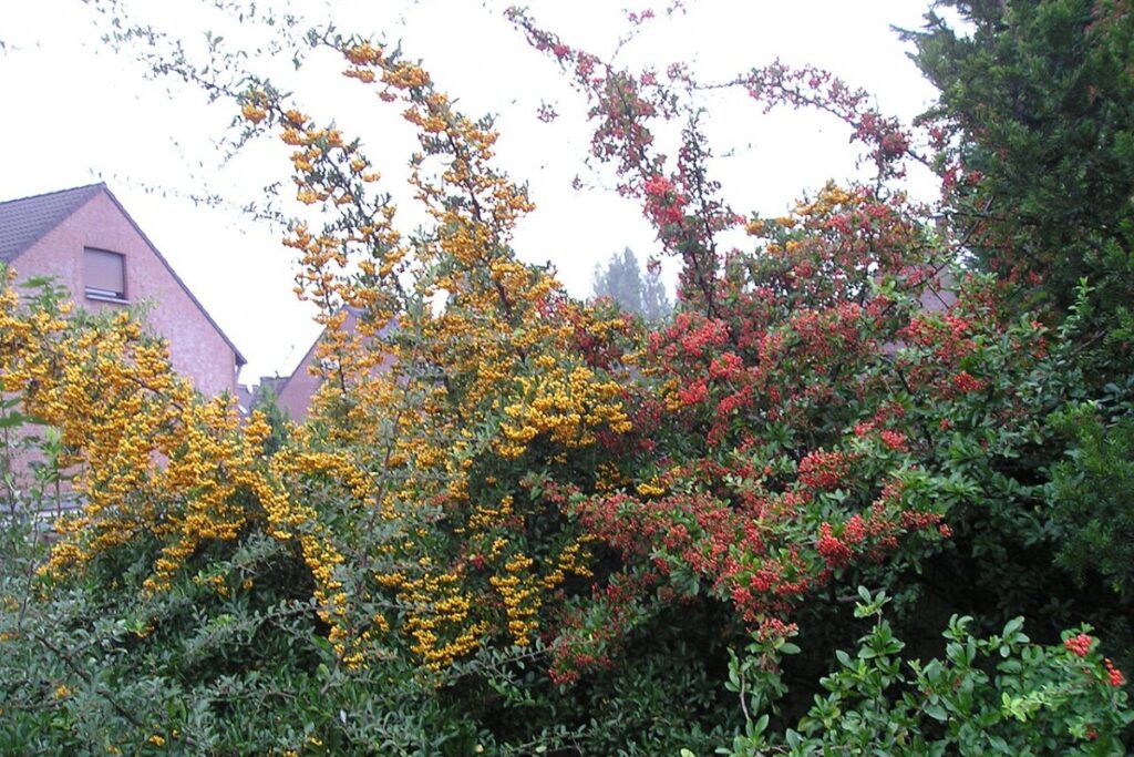 Feuerdorn (Pyracantha) (Pyracantha coccinea) — Pflanzenfoto