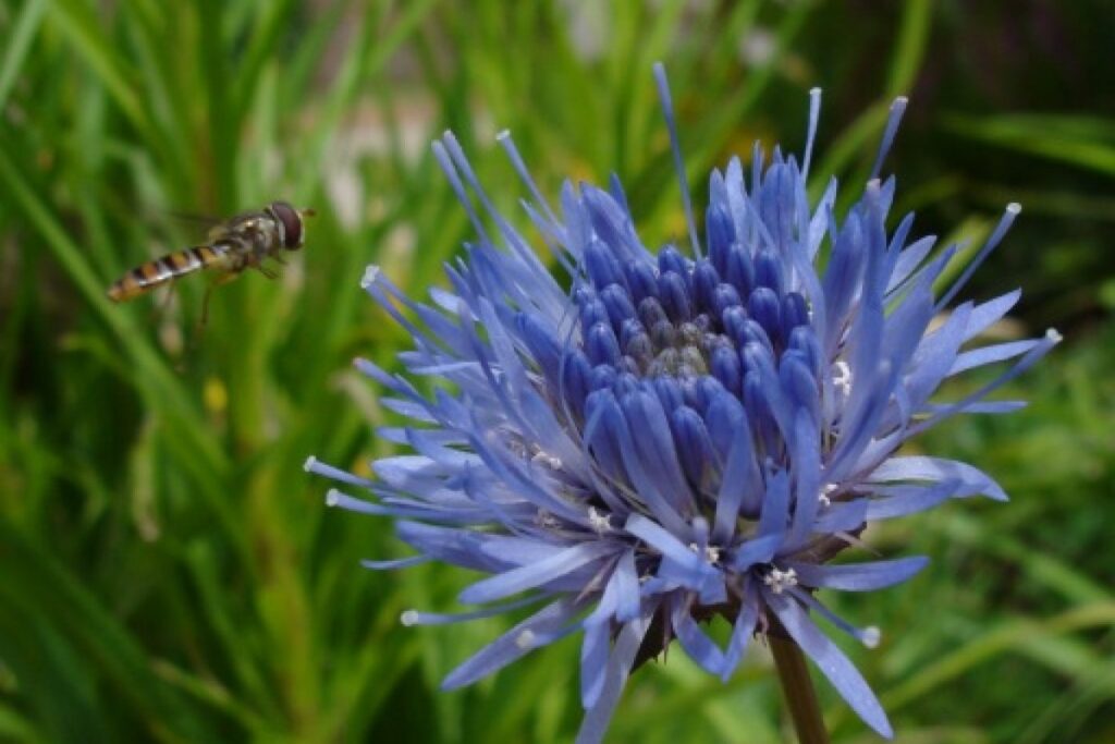 Filzkraut (Jasione laevis) — Pflanzenfoto
