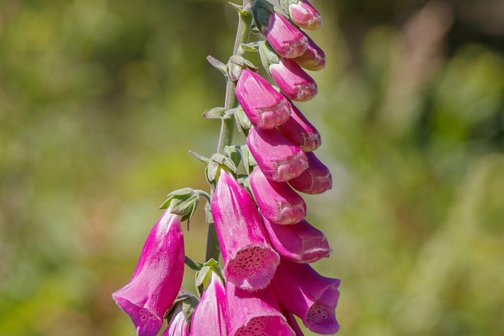 Fingerhut (Digitalis purpurea) — Pflanzenfoto
