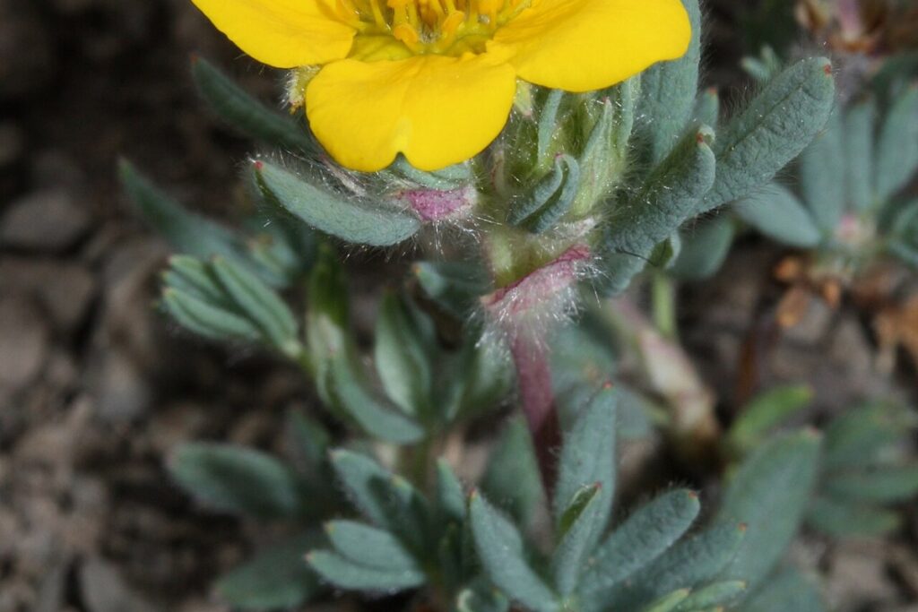 Fingerstrauch (Potentilla fruticosa) — Pflanzenfoto