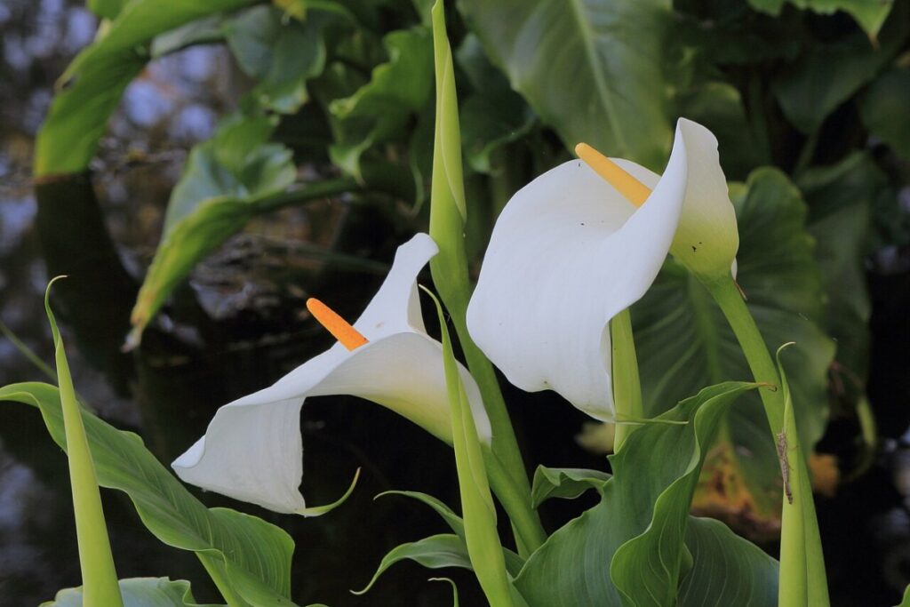 Fischkraut (Zantedeschia aethiopica) — Pflanzenfoto