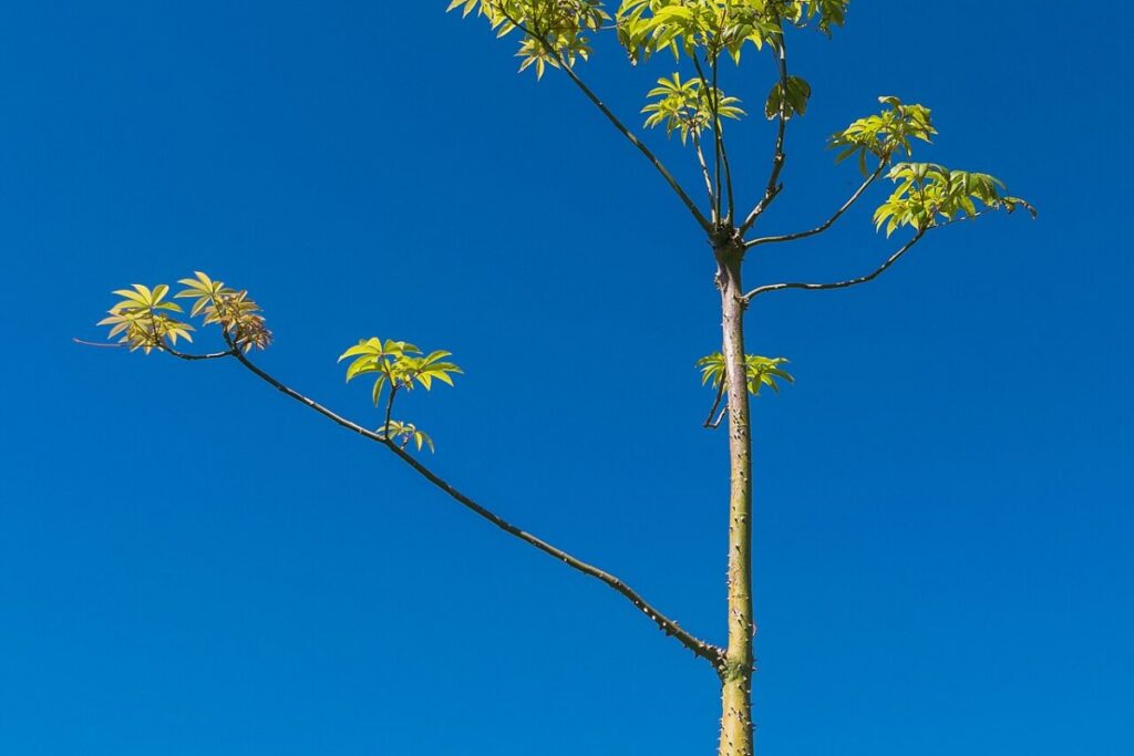 Flaschenbaum (Ceiba speciosa) — Pflanzenfoto