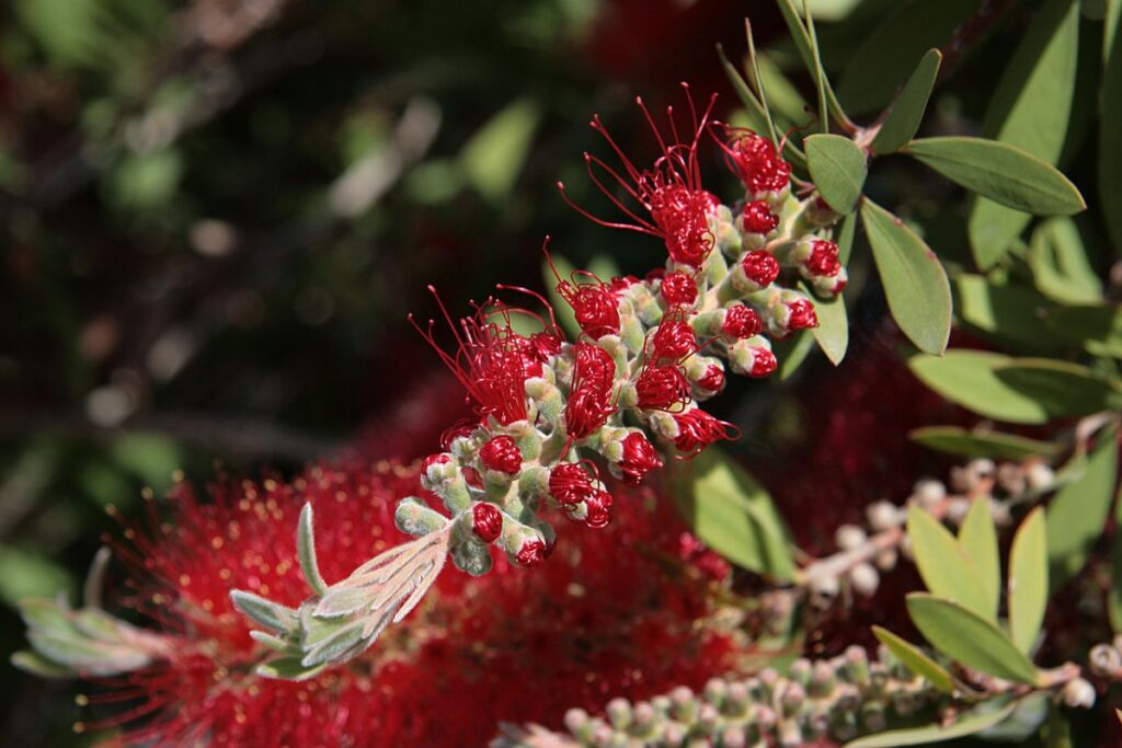 Flaschenbürstenstrauch (Callistemon citrinus) — Pflanzenfoto