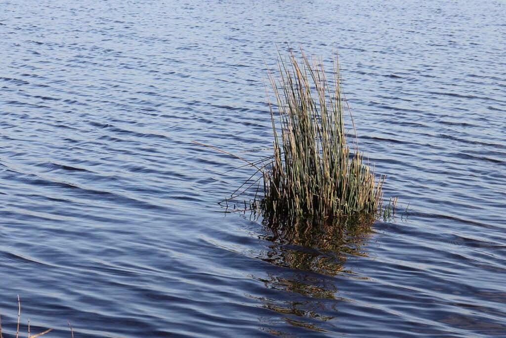 Flatterbinse (Juncus effusus) — Pflanzenfoto