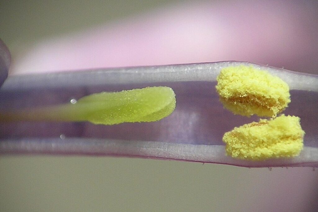 Flieder (Syringa vulgaris) — Pflanzenfoto
