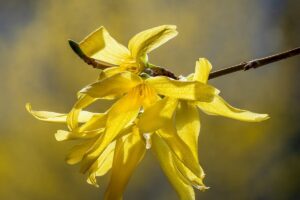 Forsythie
